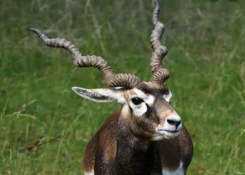 Woman attacked by wild antelope succumbs to death