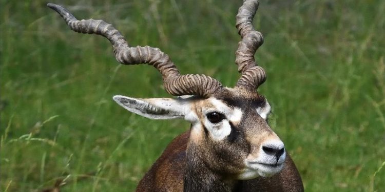Woman attacked by wild antelope succumbs to death