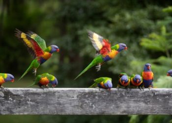 World is home to 50bn birds, ‘breakthrough’ citizen science research estimates