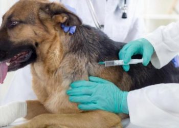 Rabies cases surge in Kpone
