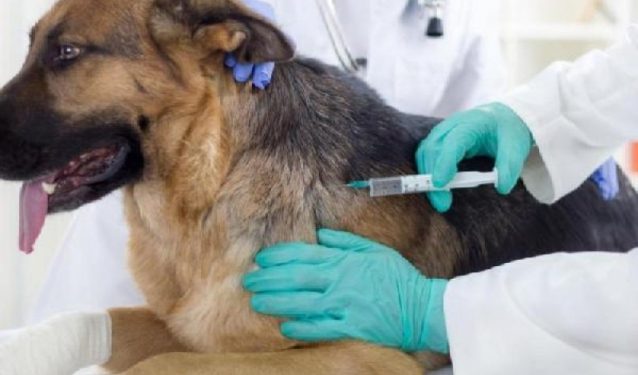 Rabies cases surge in Kpone