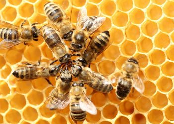GHANAP worry over threat to the existence of honey bees