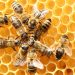 GHANAP worry over threat to the existence of honey bees