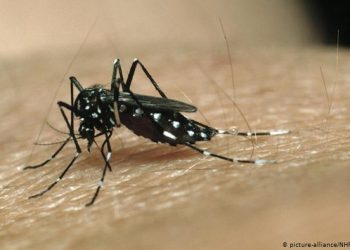 WHO declares China malaria-free after 70 years of efforts