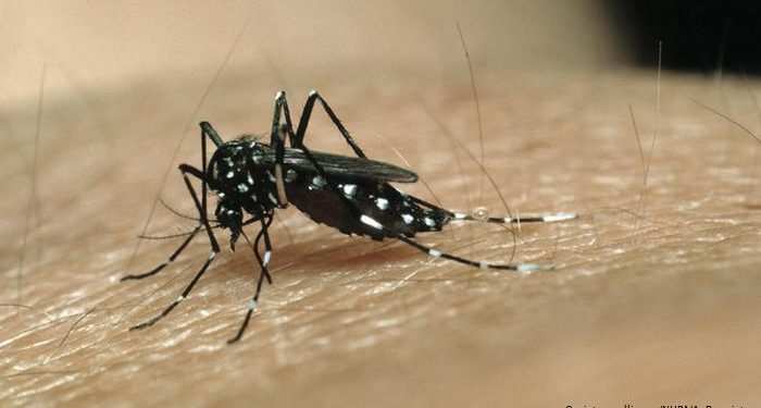 WHO declares China malaria-free after 70 years of efforts