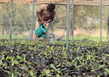 Today is ‘Green Ghana Day’ – five million trees to be planted nationwide