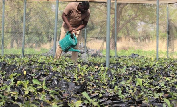 Today is ‘Green Ghana Day’ – five million trees to be planted nationwide
