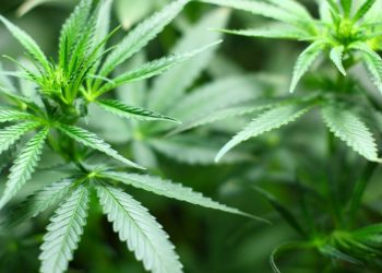 Cannabis Not For Recreational Purposes – NCC Caution