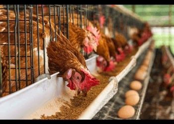 Constructing Guinea Fowl Processing Factory Is A Misplaced Priority, Invest More In Poultry Sector – Asamankese SHS Agric Department Head To Gov’t