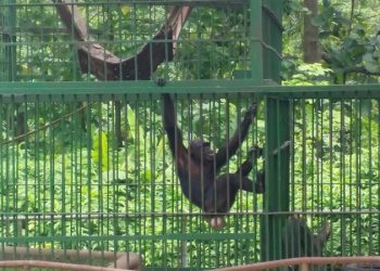 Adopt animals at the Kumasi Zoo – Management encourages public