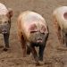 Kpone Katamanso: Restrict movement of pigs to prevent spread of swine fever – Farmers urged