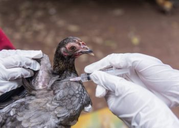 Veterinary Officer Advises Continued Vigilance After Bird Flu Cases Confirmed In Ghana