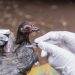Veterinary Officer Advises Continued Vigilance After Bird Flu Cases Confirmed In Ghana