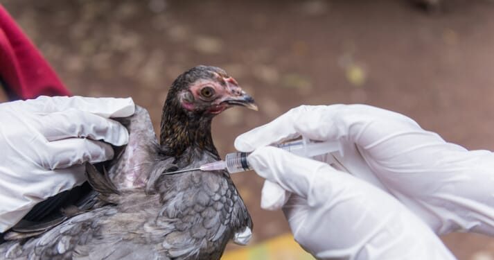 Bird Flu Hits Greater Accra & Two Other Regions