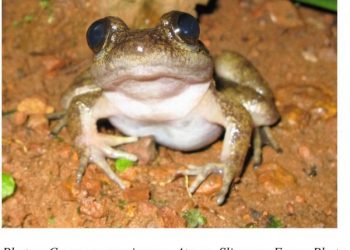 Another New Frog Species “Conraua Sagyimase” To Science Discovered In Atewa Range Forest Reserve