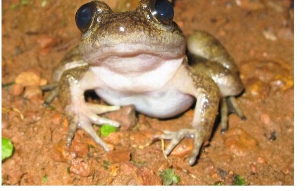Another New Frog Species “Conraua Sagyimase” To Science Discovered In Atewa Range Forest Reserve