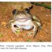 Another New Frog Species “Conraua Sagyimase” To Science Discovered In Atewa Range Forest Reserve