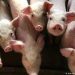 ‘We Have Not Ban Pork Consumption’ Kpone Veterinary Officer Debunk Reports