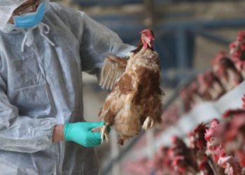 Veterinary Services Put 12 Regions On Red Alert Over Possible Bird Flu Outbreak
