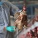 Veterinary Services Put 12 Regions On Red Alert Over Possible Bird Flu Outbreak