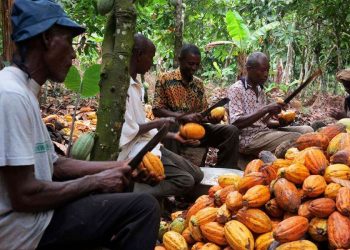 Cocoa Farmers Demand Stakeholder Engagement In The Cocoa Sector To Prevent It From Collapse