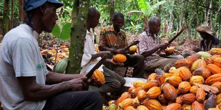 Cocoa Farmers Demand Stakeholder Engagement In The Cocoa Sector To Prevent It From Collapse