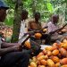 Cocoa Farmers Demand Stakeholder Engagement In The Cocoa Sector To Prevent It From Collapse