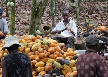 Cocoa Farmers Threaten Nationwide Strike On October 1