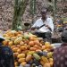 Cocoa Farmers Threaten Nationwide Strike On October 1
