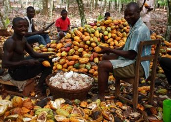 Cocoa Farmers Demand Stakeholder Engagement In The Cocoa Sector To Prevent It From Collapse