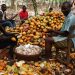 Cocoa Farmers Demand Stakeholder Engagement In The Cocoa Sector To Prevent It From Collapse