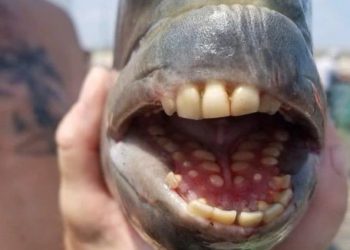 Fish With ‘Human’ Teeth Caught In North Carolina