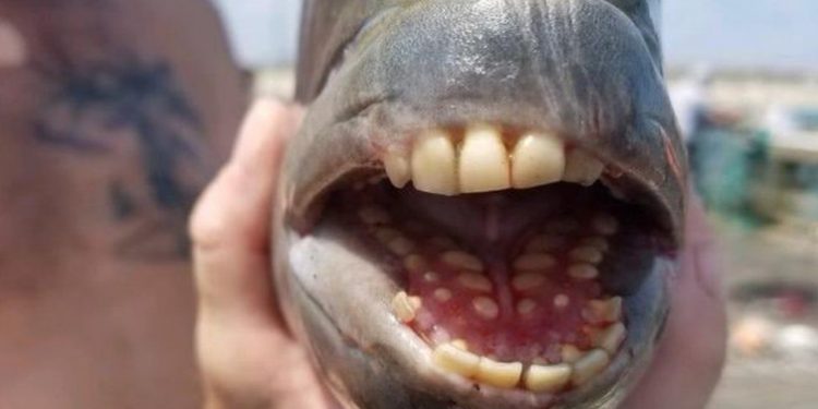Fish With ‘Human’ Teeth Caught In North Carolina