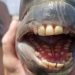 Fish With ‘Human’ Teeth Caught In North Carolina