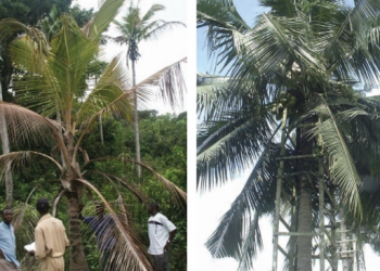 Cape St. Paul’s destroys over 3000 hectares of Coconut trees in Jomor