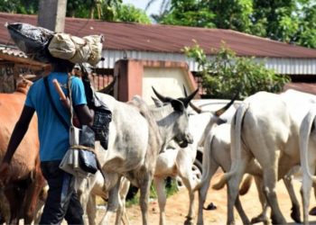 E/R: Fulani Herdsman Killed By His Master After Rustlers Stole 7 Cows
