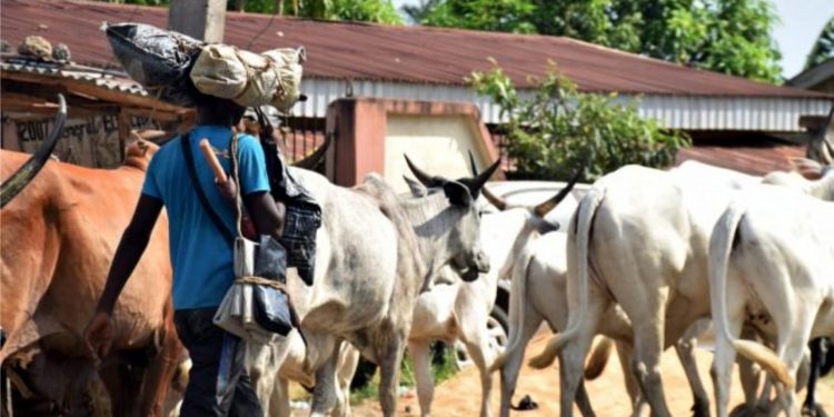 E/R: Fulani Herdsman Killed By His Master After Rustlers Stole 7 Cows