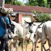 E/R: Fulani Herdsman Killed By His Master After Rustlers Stole 7 Cows