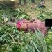 Man Shot Dead In A Forest At New Abirem While Cutting Down Trees Illegally