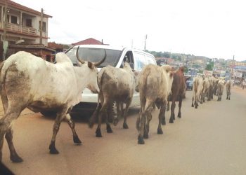 Tema Community 3: We Are Working Hard To Stop Stray Cattle Movement In The Community – Assembly Man