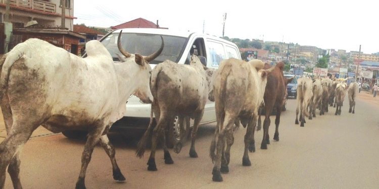 Tema Community 3: We Are Working Hard To Stop Stray Cattle Movement In The Community – Assembly Man
