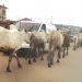 Tema Community 3: We Are Working Hard To Stop Stray Cattle Movement In The Community – Assembly Man