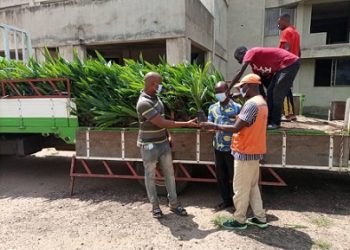 Upper-Manya District supports farmers with oil palm and mango seedlings