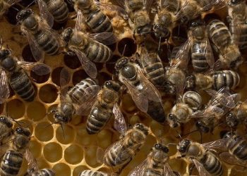 Bees Attack Afram Plains Ferry; Several Passengers Injured