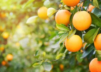 Growing Fruit Or Citrus Trees Near Your Home Could Attract Snakes To Your Home