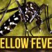 16 Die Of Yellow Fever In Savanah Region