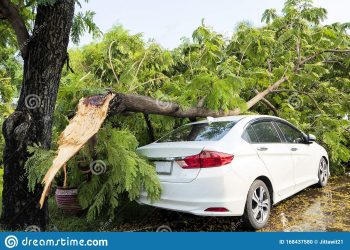 Akyem Kwabeng: Toddler Confirmed Dead And Five Arrested After Tree Accident