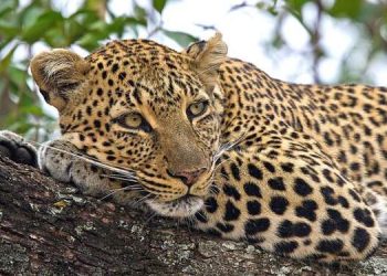Stray Leopard Captured After Entering Kenyan Home