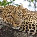 Stray Leopard Captured After Entering Kenyan Home