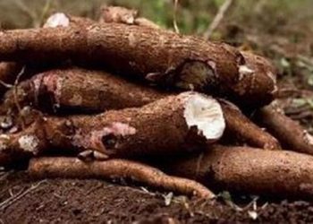 Ghana Importing Cassava From China Reveals How Hopeless The Country Has Become